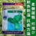 绿雅小白菜种子青梗菜种子抗病耐热耐寒耐雨水四季播小青菜种