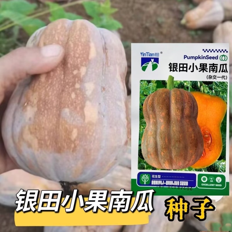 银田国小果南瓜种子花生南瓜种子甜糯早熟粉甜小南瓜种子