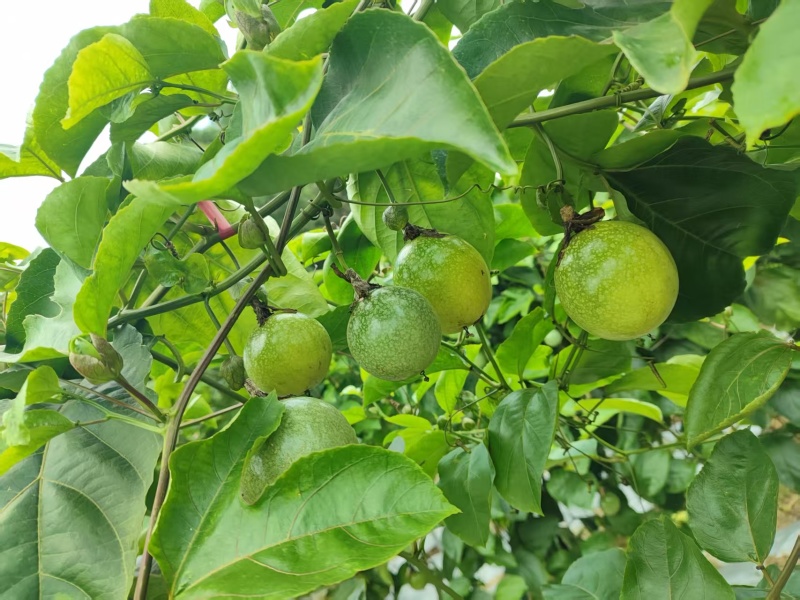 自家果园钦蜜9号黄金百香果｜90g起步特大果广西