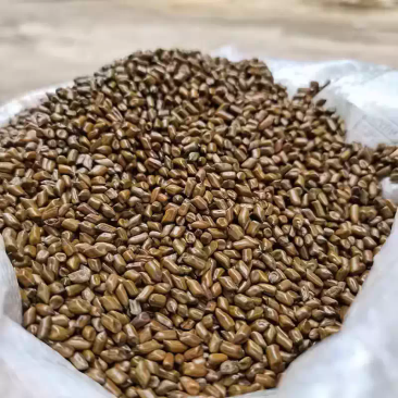 决明子