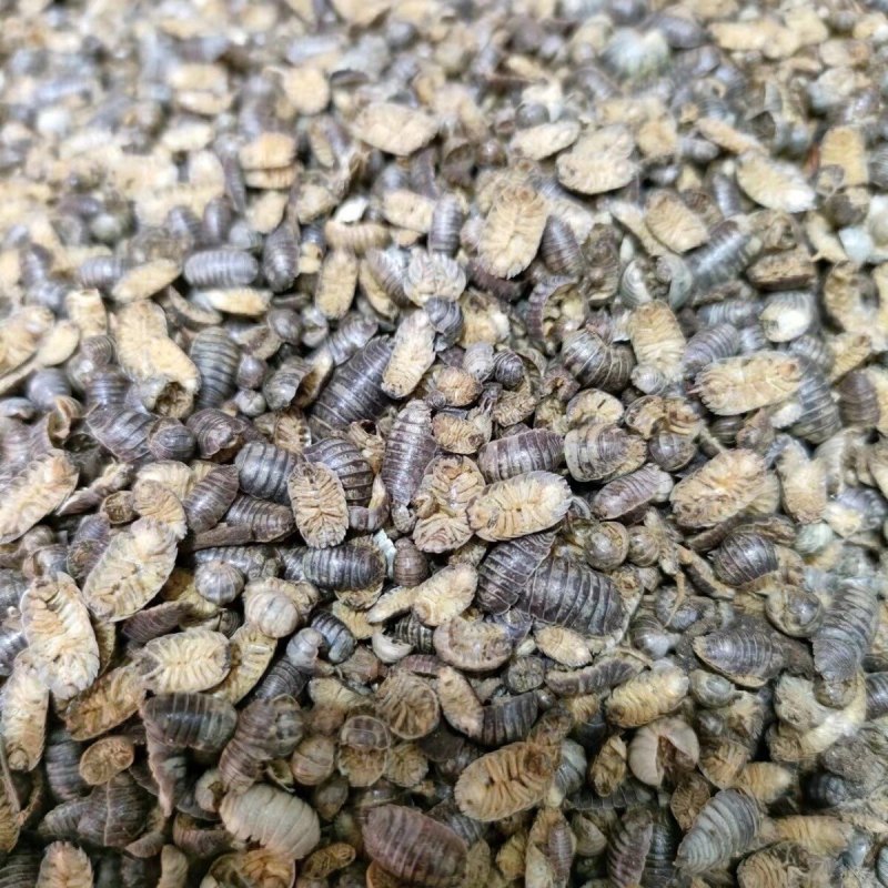 鼠妇新货鼠妇鼠妇虫正品批发潮虫零售假一赔十