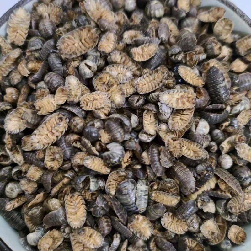 鼠妇新货鼠妇鼠妇虫正品批发潮虫零售假一赔十