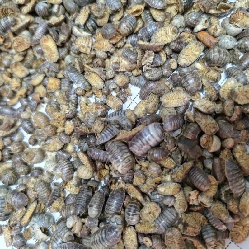 鼠妇新货鼠妇鼠妇虫正品批发潮虫零售假一赔十