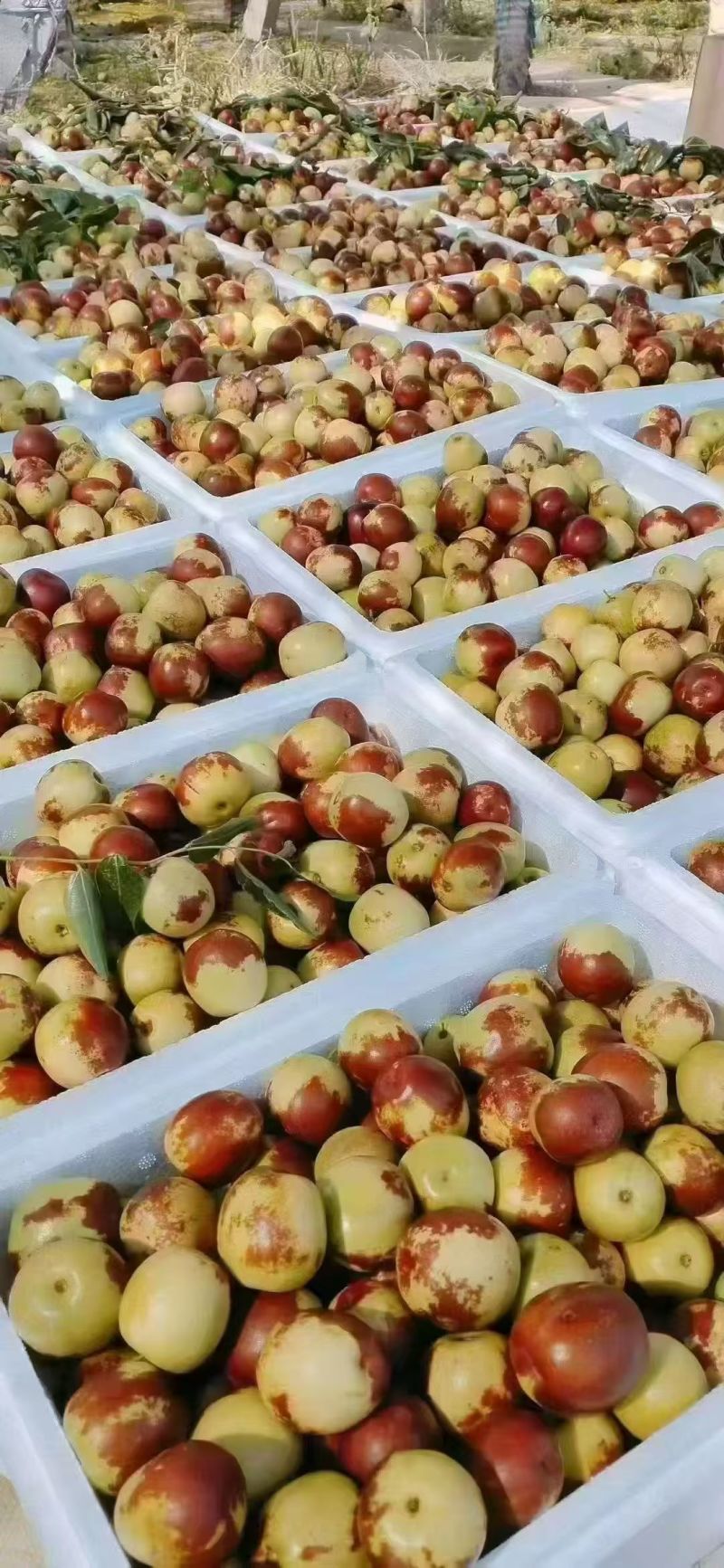 山东精品鲜枣冬枣/货源充足量大从优产地直发欢迎来电