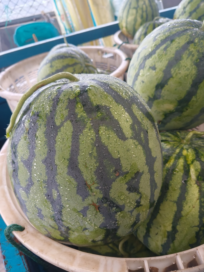 精品西瓜，8424，美都