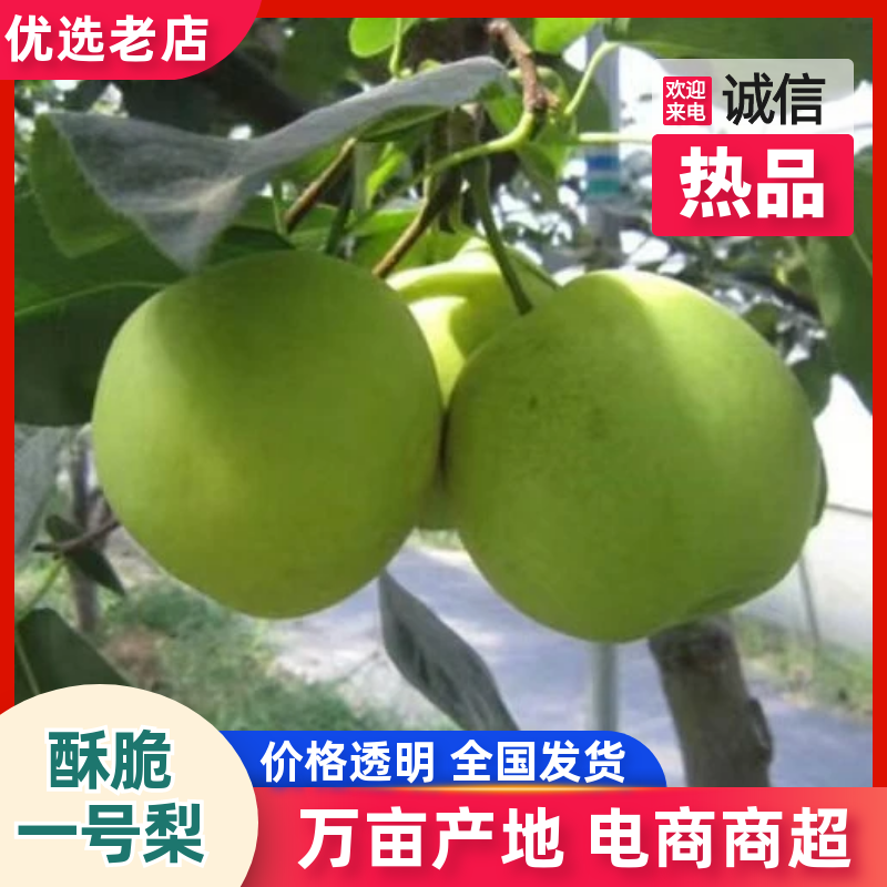 优质酥脆一号梨，大量上市，口感好，价格低，货源充足，代发
