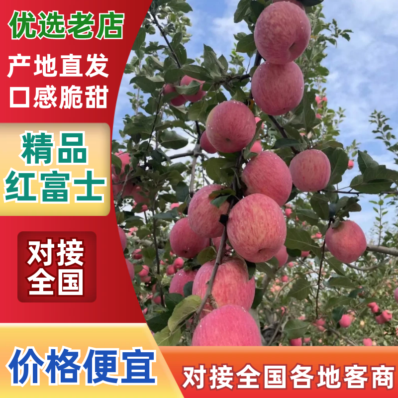 实力代收红富士苹果大量上市色泽好价格低，货源多欢迎选购。