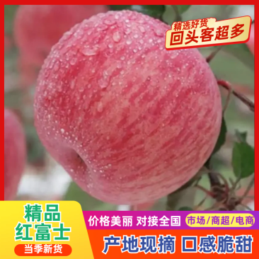 实力代收红富士苹果大量上市色泽好价格低，货源多欢迎选购。