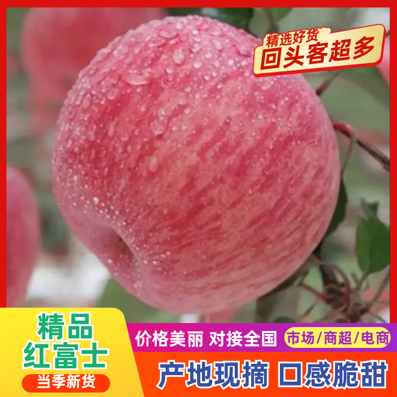 实力代收红富士苹果大量上市色泽好价格低，货源多欢迎选购。