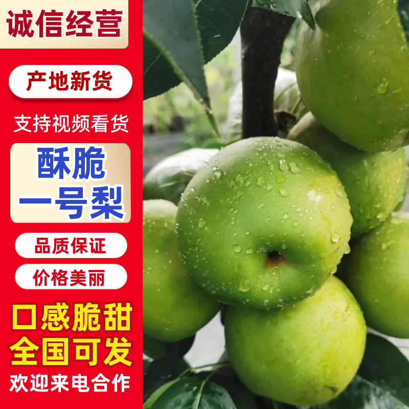 优质酥脆一号梨大量上市，口感好，含糖量高，可代发全国