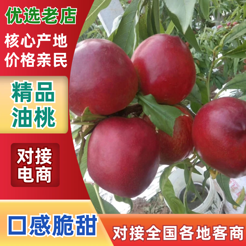 精品大棚油桃，大量上市，质量好，价格低，一手货源代发全国