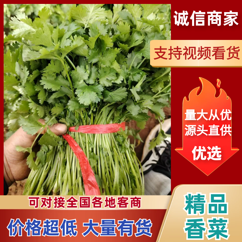香菜精品香菜产地直供品质保障对接商超市场等