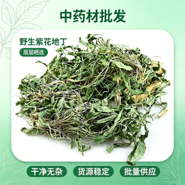 紫花地丁