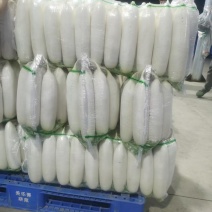 陕西、榆林、白泥井、定边、精品白萝卜/一手货源/产地直发
