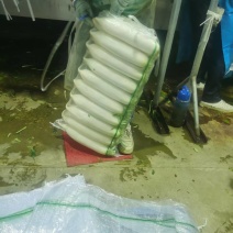 陕西榆林定边靖边精品白萝卜/产地直发/一手货源。