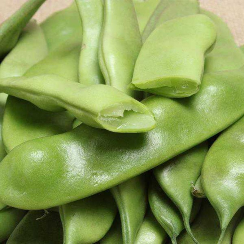 【热卖】吉林豆角东北大油豆角基地直发价格便宜欢迎来电