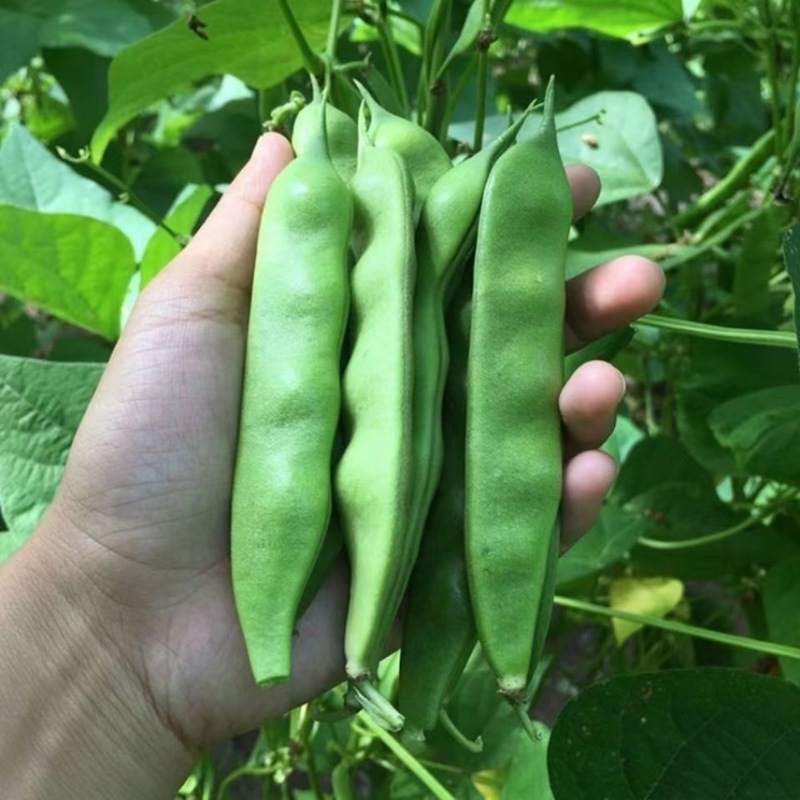 【热卖】吉林豆角东北大油豆角基地直发价格便宜欢迎来电