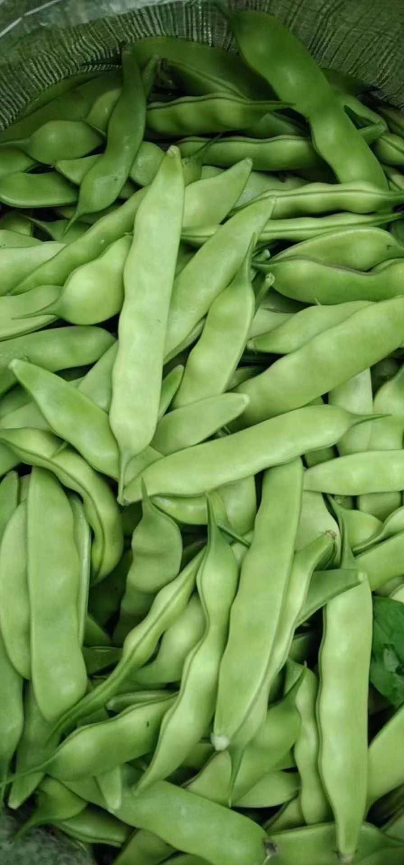 【精品】吉林大油豆角产地量大优惠对接全国市场商超电商等