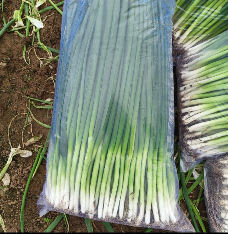 东北香葱/四季小葱/大量有货/对接全国客商一手货源