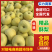 【酥梨】安徽砀山正宗酥梨现摘现发水分充足对接全国市场电商