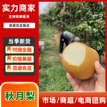 【实力推荐】砀山秋月梨产地直销可对接各大全国电商市场商超