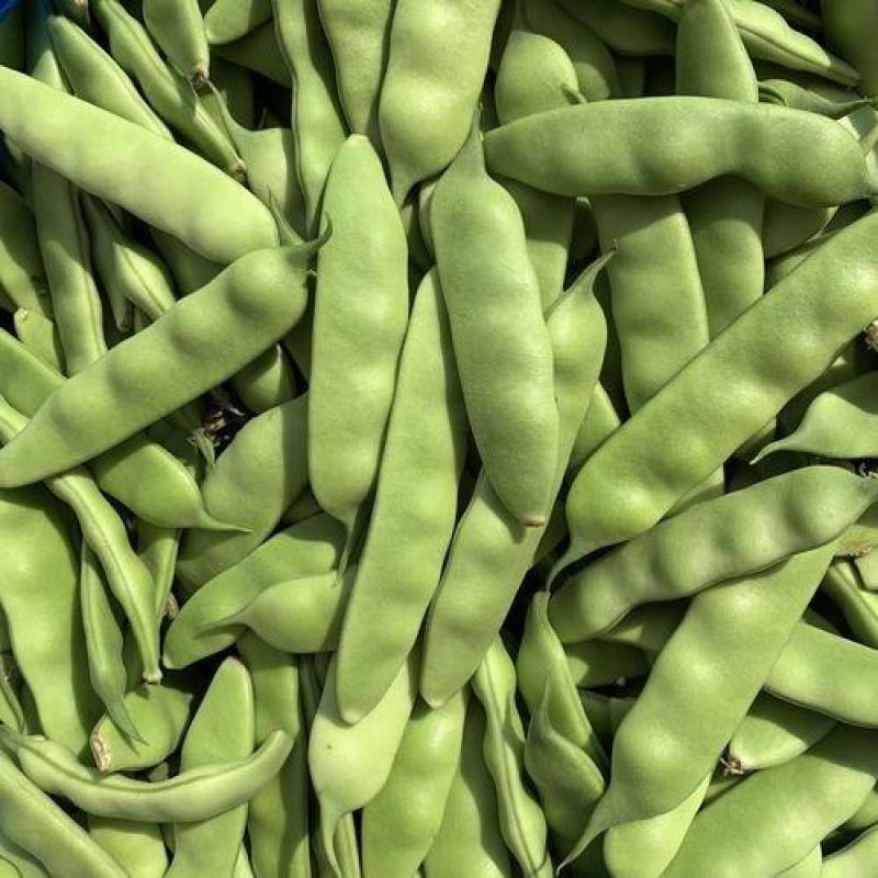东北吉林/大油豆角/油豆角大量上市/货源充足/代发全国