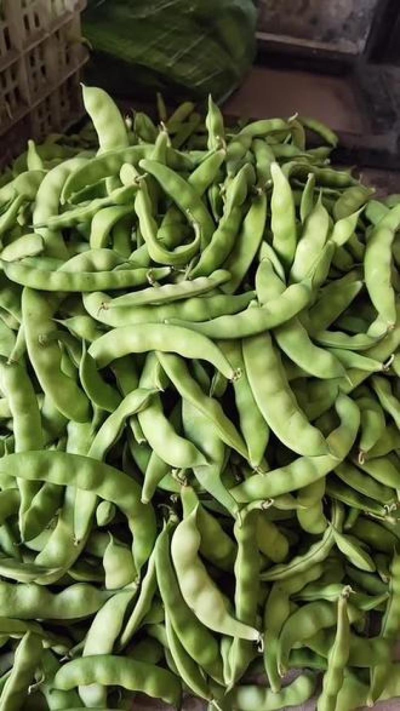 东北吉林/大油豆角/油豆角大量上市/货源充足/代发全国