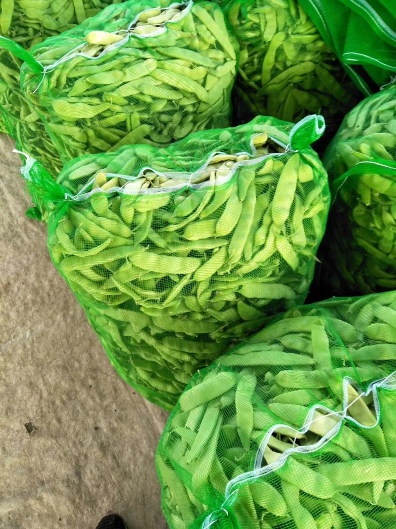 东北吉林/大油豆角/油豆角大量上市/货源充足/代发全国