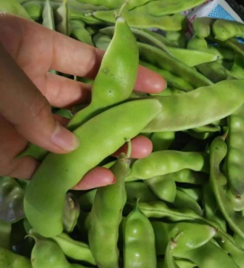 东北吉林/大油豆角/油豆角大量上市/货源充足/代发全国