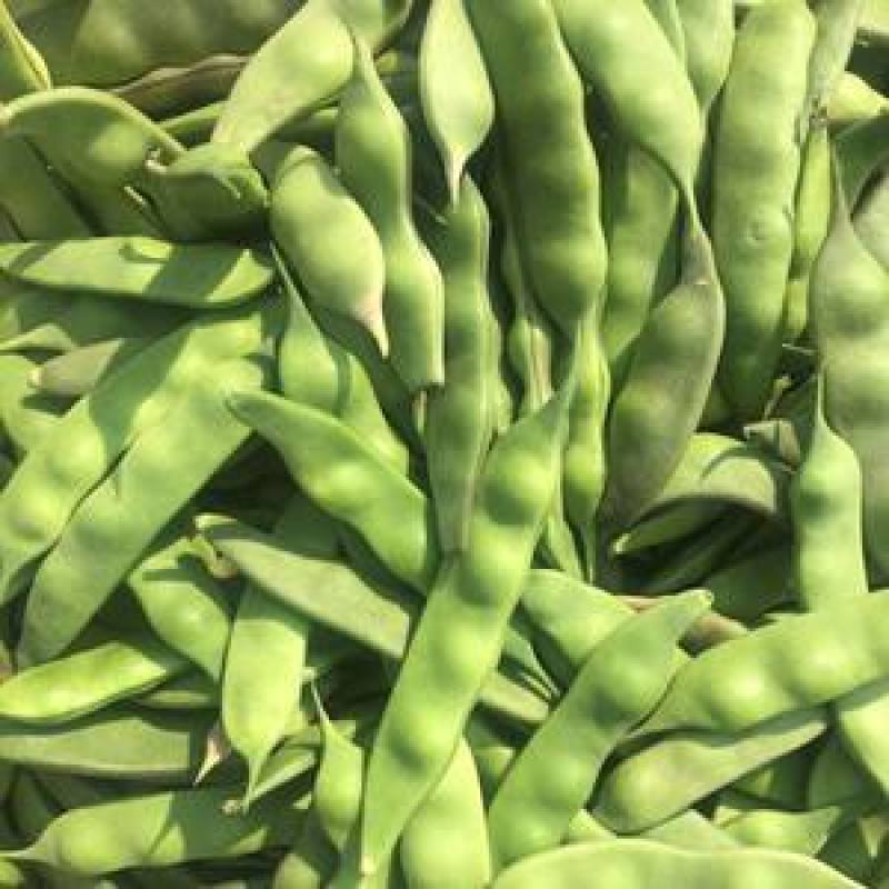 东北吉林/大油豆角/油豆角大量上市/货源充足/代发全国