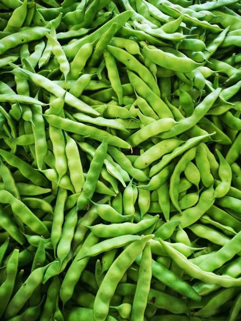 东北吉林/大油豆角/油豆角大量上市/货源充足/代发全国