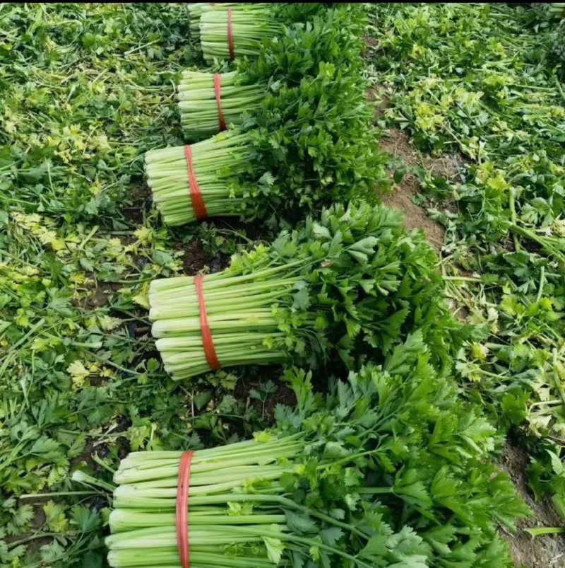 东北芹菜/精品香芹/大量上市/保质保量/价格美丽