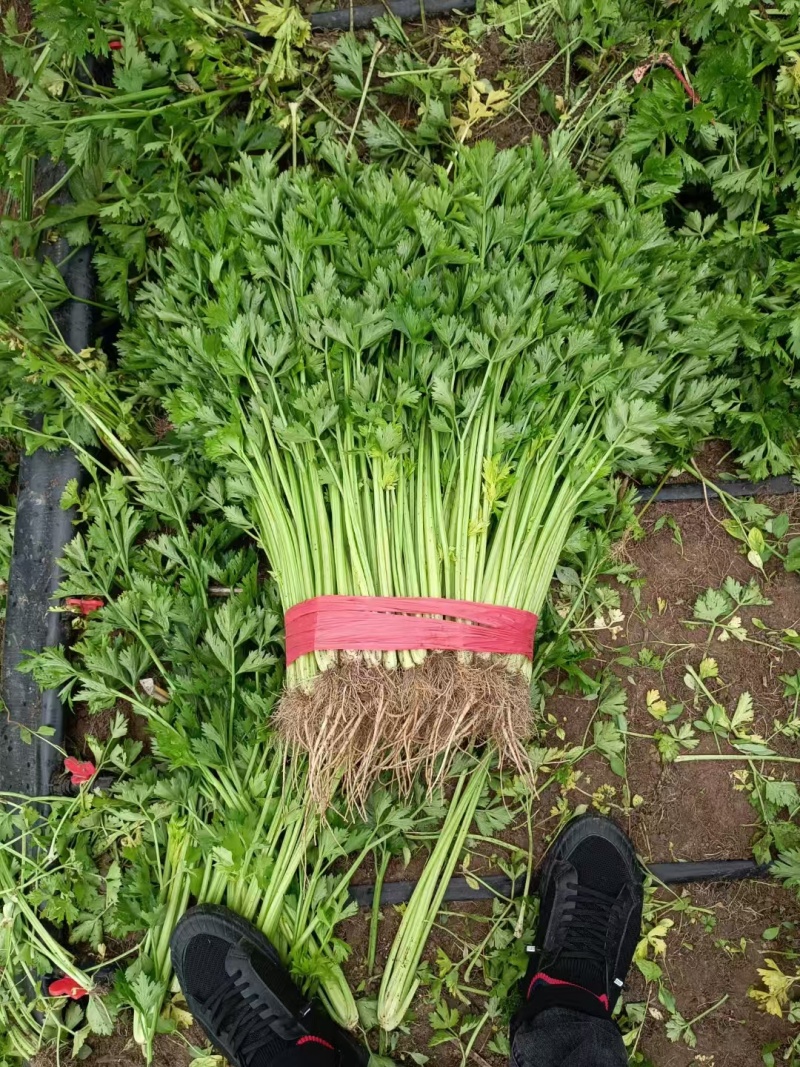 东北芹菜/精品香芹/大量上市/保质保量/价格美丽