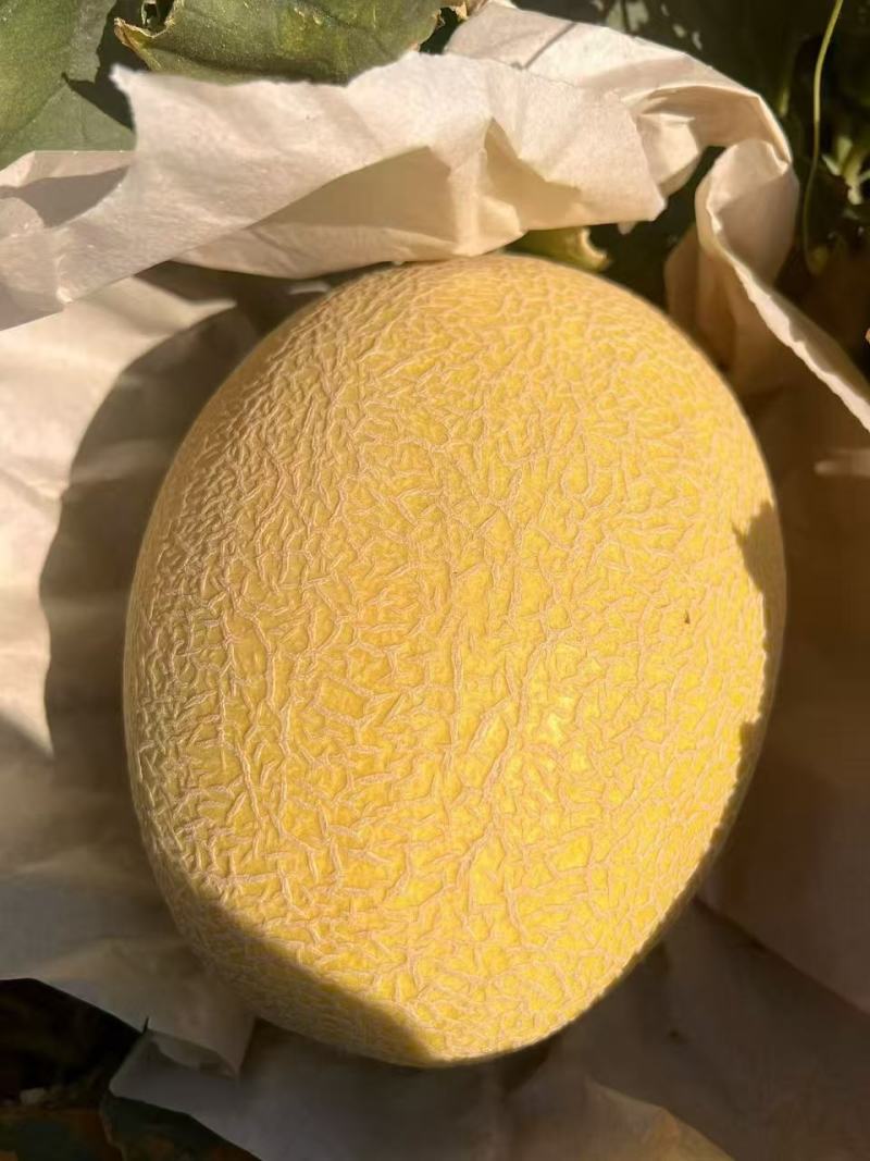 头茬金色年华哈密瓜！现摘现发耐储运对接档口团购电商商超
