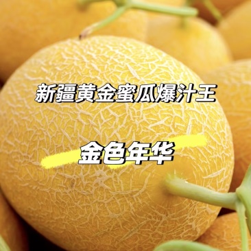 头茬金色年华哈密瓜！现摘现发耐储运对接档口团购电商商超