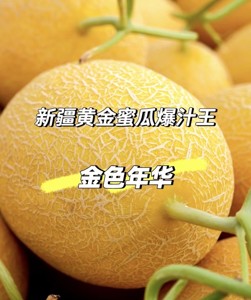头茬金色年华哈密瓜！现摘现发耐储运对接档口团购电商商超