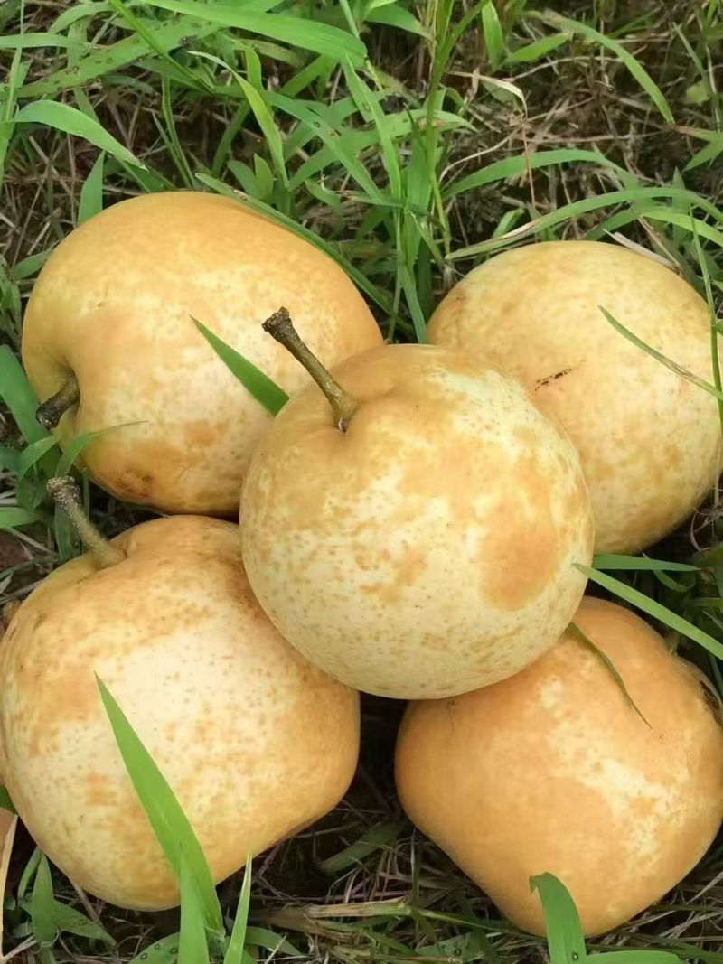 水晶梨，皮薄肉脆，多汁无渣