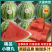 【精品】安徽小西瓜早春红玉西瓜基地直发量大便宜欢迎来电
