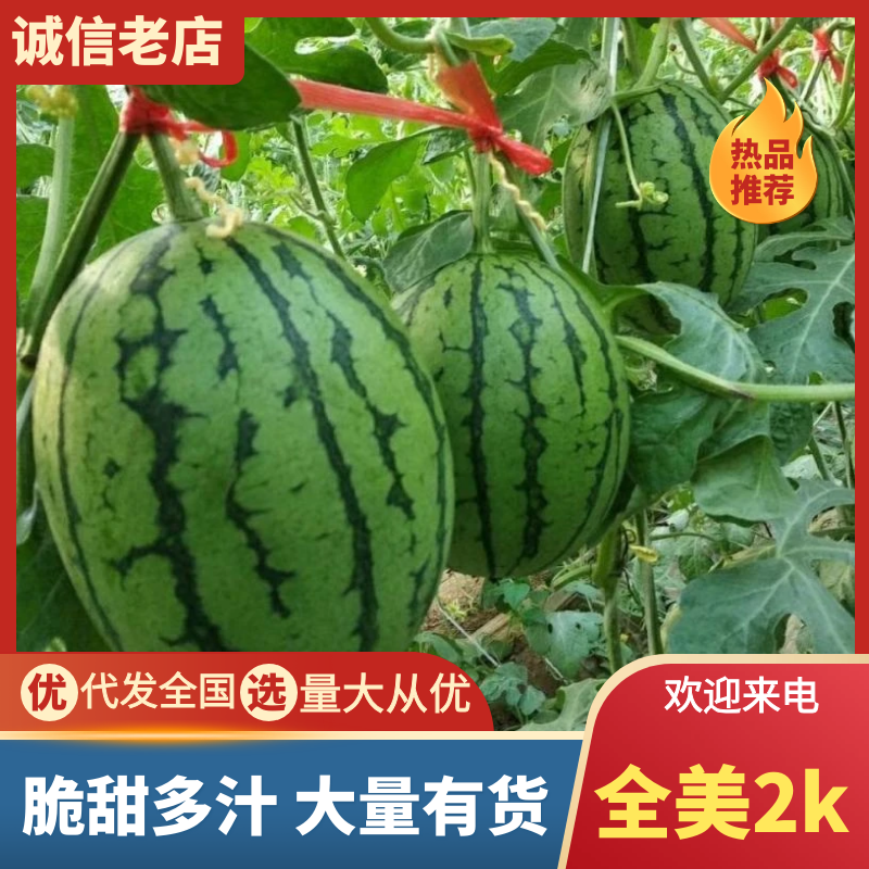 【精品】安徽小西瓜早春红玉西瓜基地直发量大便宜欢迎来电