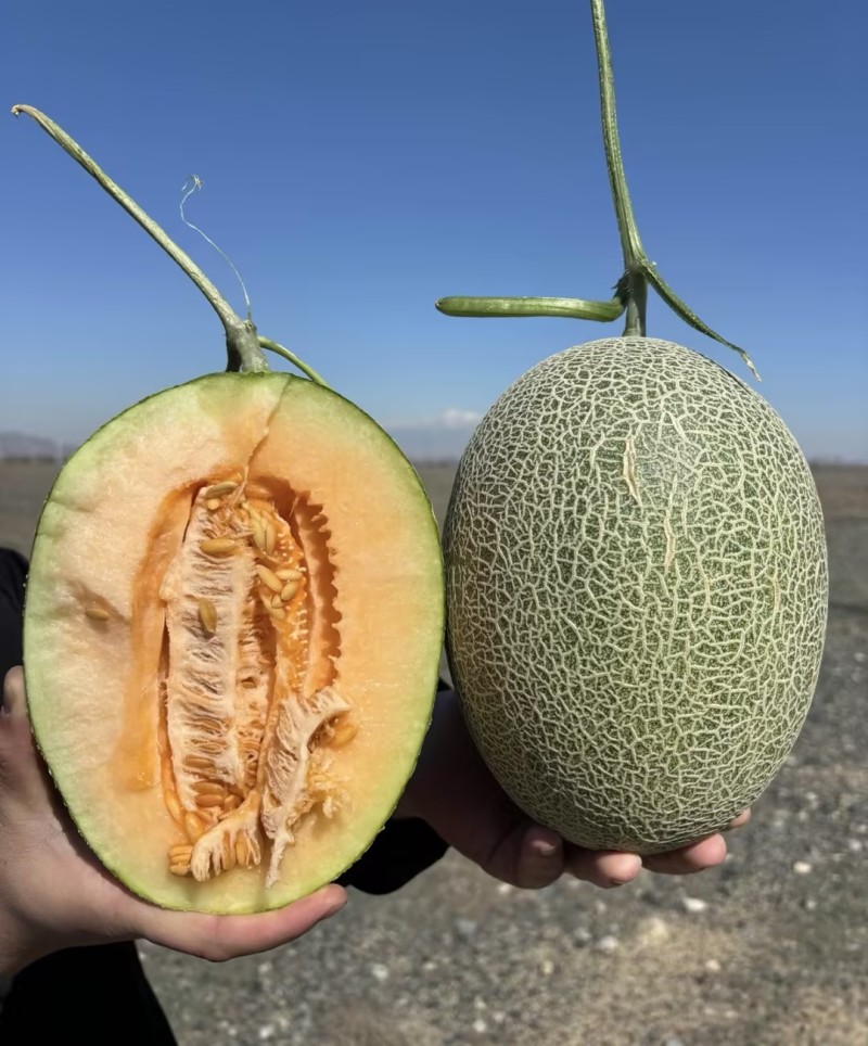新疆西州蜜25晓蜜哈密瓜16-18度高糖耐运常年稳定货源