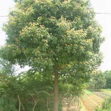香樟树