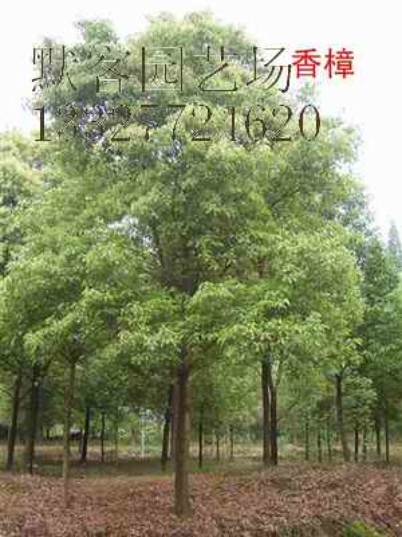 香樟树
