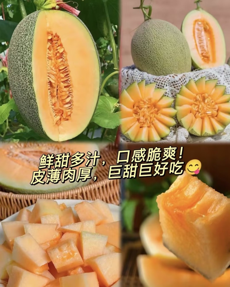 新疆晓蜜25哈密瓜｜火焰山西州蜜瓜高糖脆甜整车代办一条龙