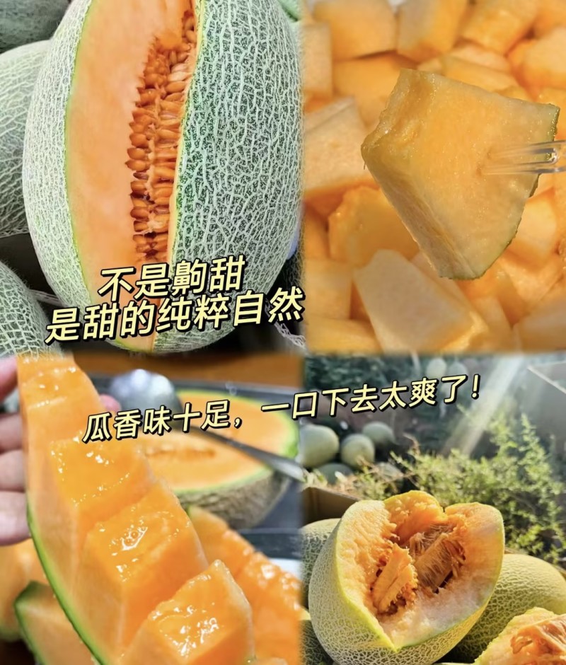 新疆晓蜜25哈密瓜｜火焰山西州蜜瓜高糖脆甜整车代办一条龙