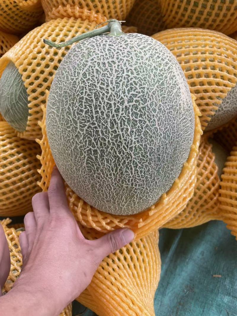 西州蜜瓜晓蜜25哈密瓜🍈产地直发量大从优可对接全国客商等