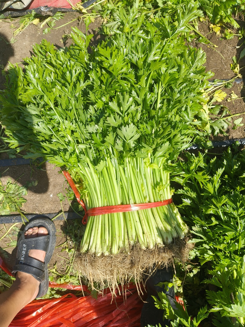 东北芹菜/精品香芹/大量上市/保质保量/价格美丽