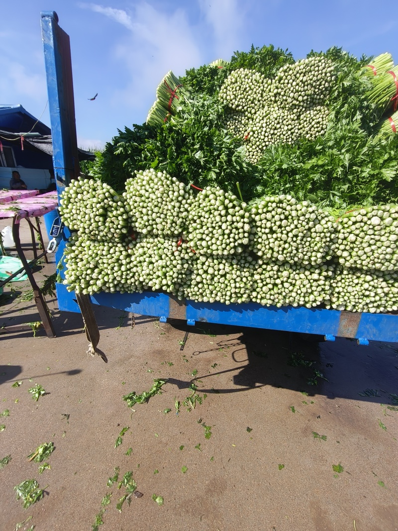 东北芹菜/精品香芹/大量上市/保质保量/价格美丽