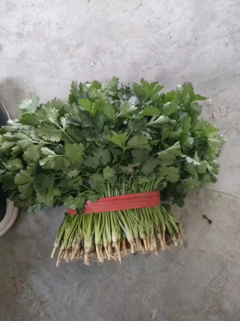 精品东北大叶香菜/保质保量/一手货源/诚信经营/代发全国