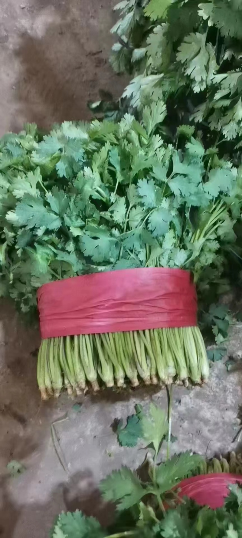 精品东北大叶香菜/保质保量/一手货源/诚信经营/代发全国
