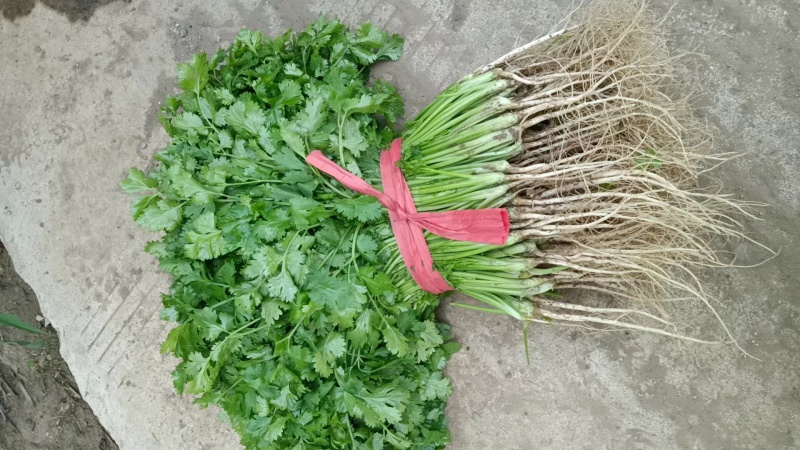 精品东北大叶香菜/保质保量/一手货源/诚信经营/代发全国